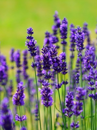 It's a Rogue World feat. Linalool Terpene 3.24.25